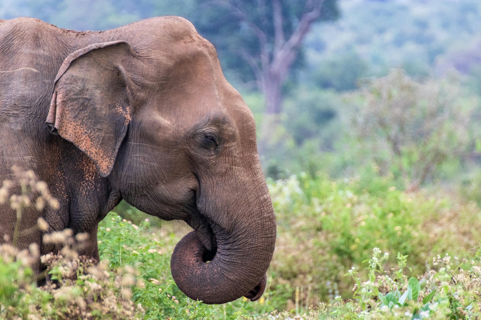 Wildlife safari